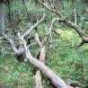 images/Schweden/Schweden 2009/IMG_4492.jpg